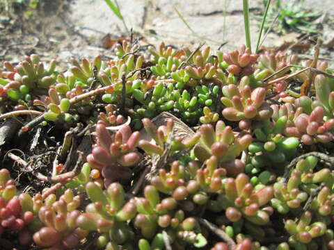 Image of White Stonecrop