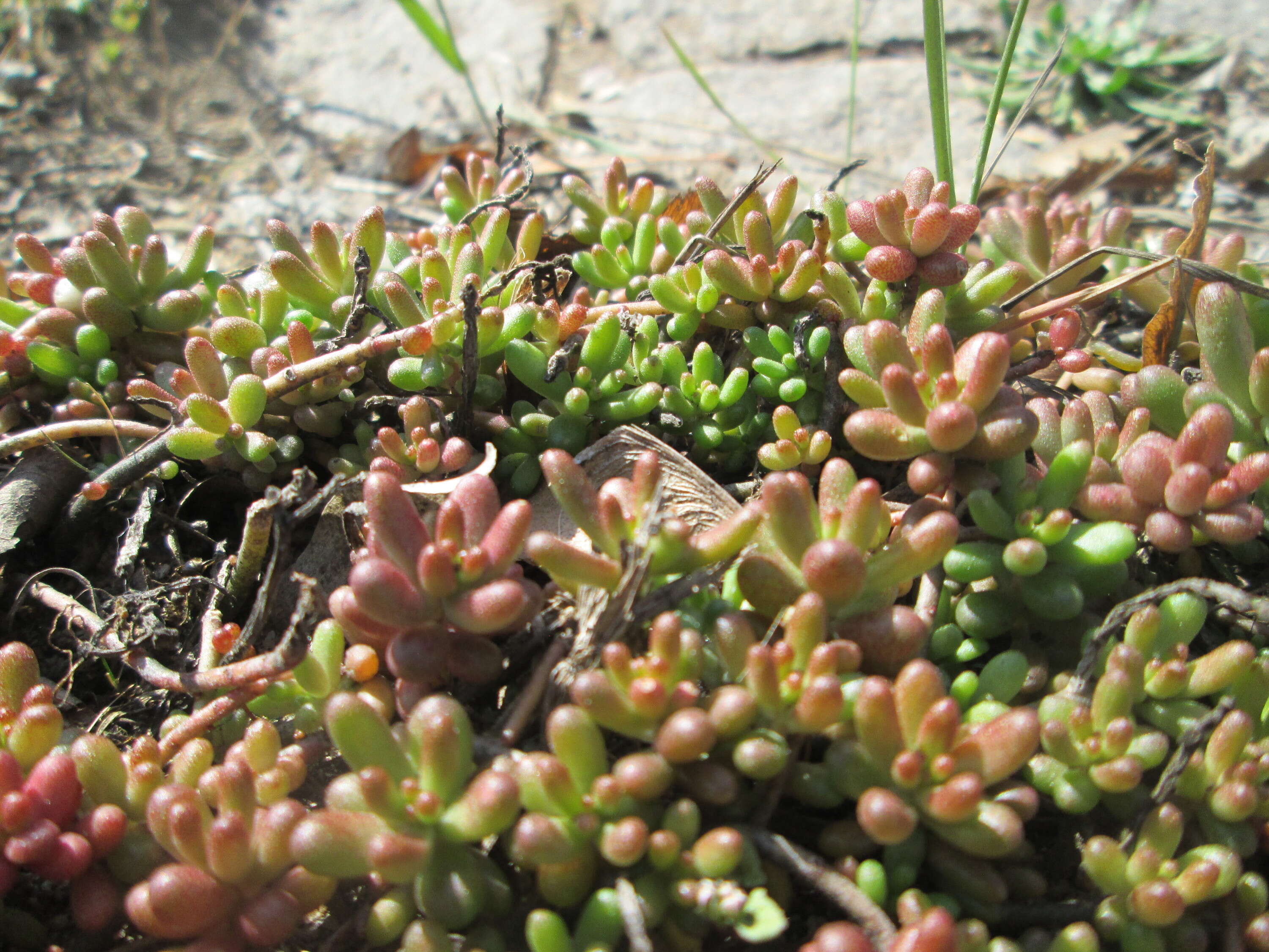 Image of White Stonecrop