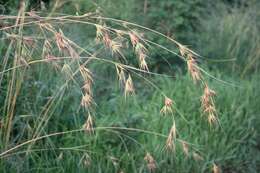 Image of Red grass