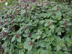 Image of Lamium orvala L.