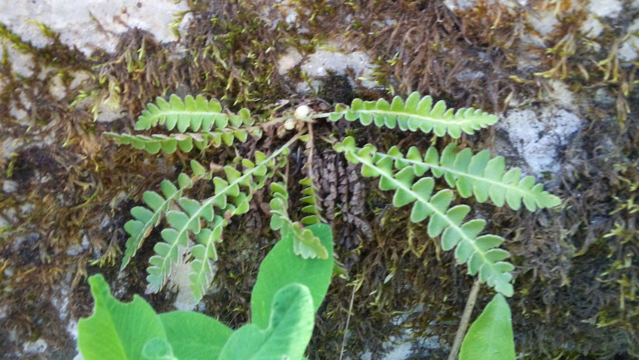 Plancia ëd Asplenium ceterach L.