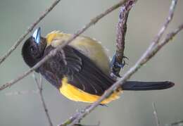 Image of Flame-rumped Tanager