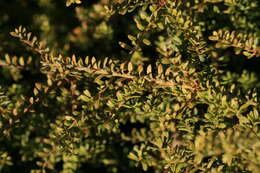 صورة Podocarpus nivalis Hook.