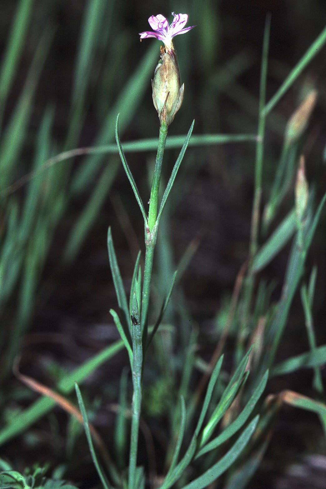 Image of Proliferous Pink