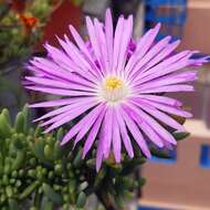 Image of Cleretum bellidiforme (Burman fil.) G. D. Rowley