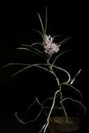 Image of Vanda christensoniana (Haager) L. M. Gardiner