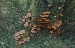 Imagem de Kuehneromyces mutabilis (Schaeff.) Singer & A. H. Sm. 1946