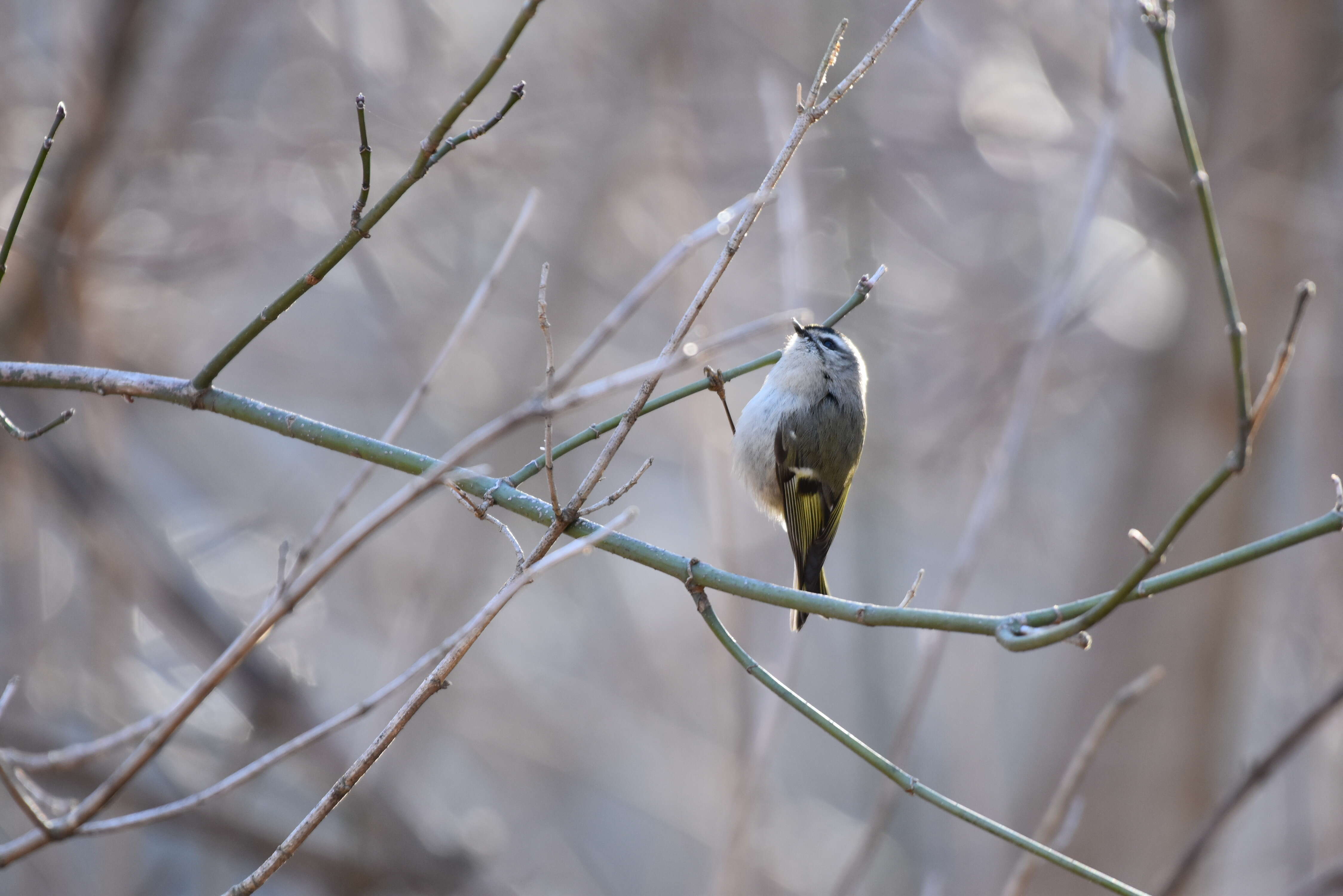 Image of Golden-crowned Kinglet