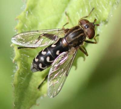 Image of Anasimyia contracta