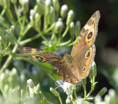 Plancia ëd Junonia neildi