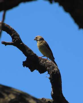 Image of Cape Siskin