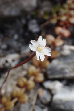 Image of Epilobium brunnescens (Cockayne) Raven & Engelhorn