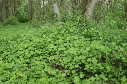 Image of Black Currant