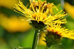 Inula helenium L. resmi