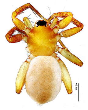 Image of Heteroonops