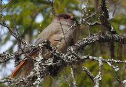 Image of Siberian Jay