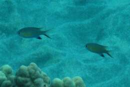 Image of Vanderbilt's Chromis