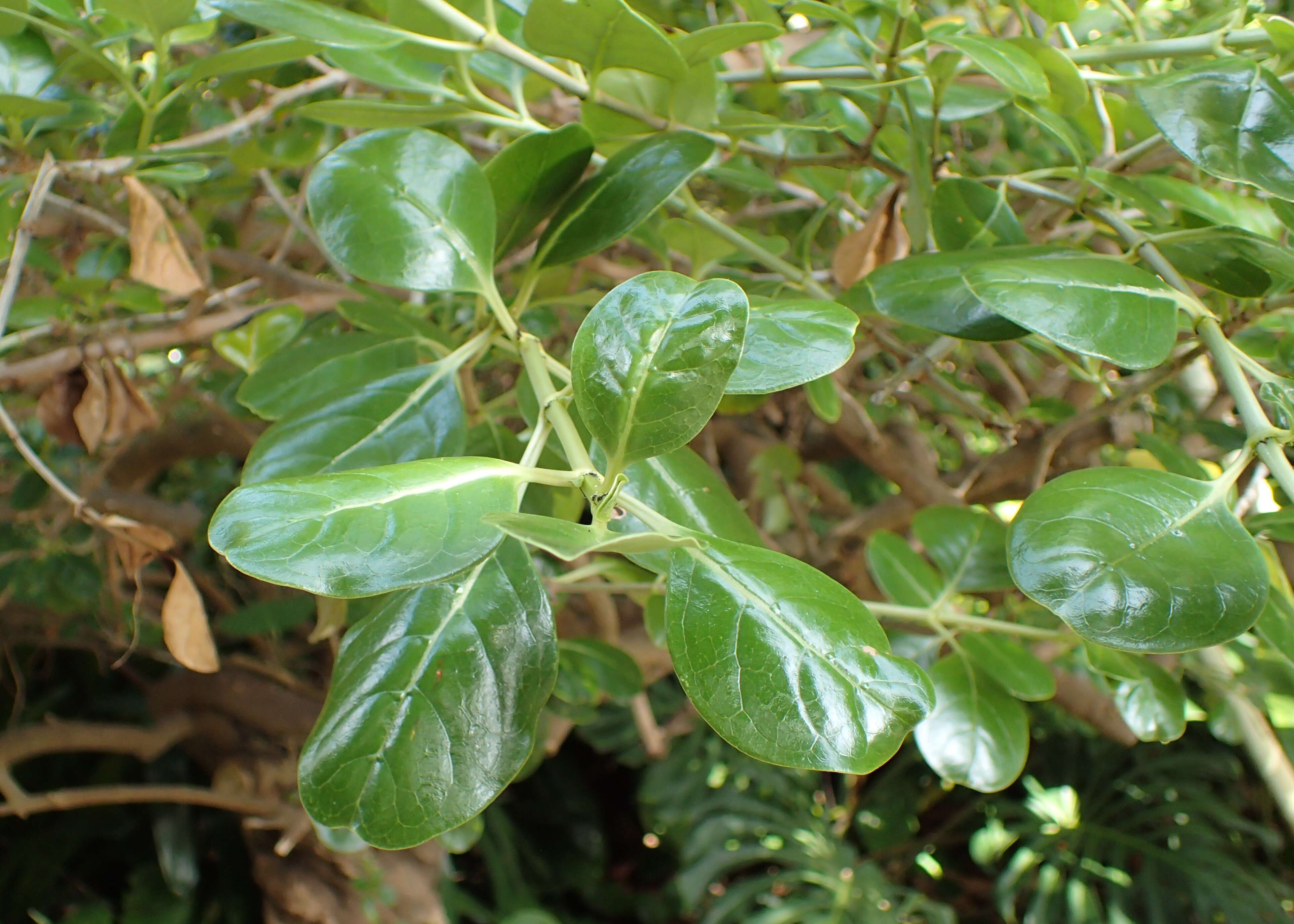 Image of Coprosma baueri Endl.