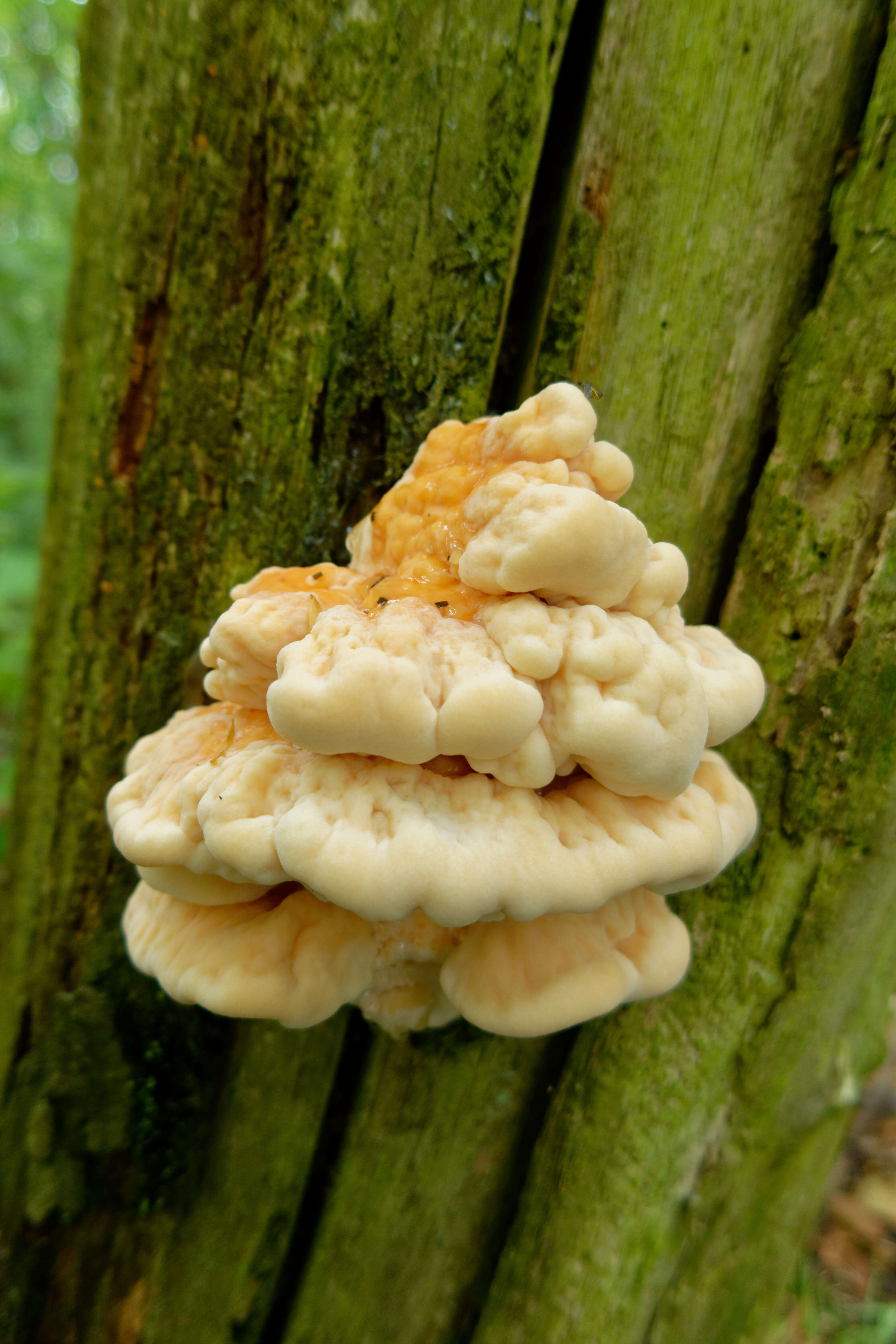 Image of Bracket Fungus