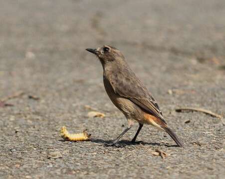 Image of Pied Bush Chat