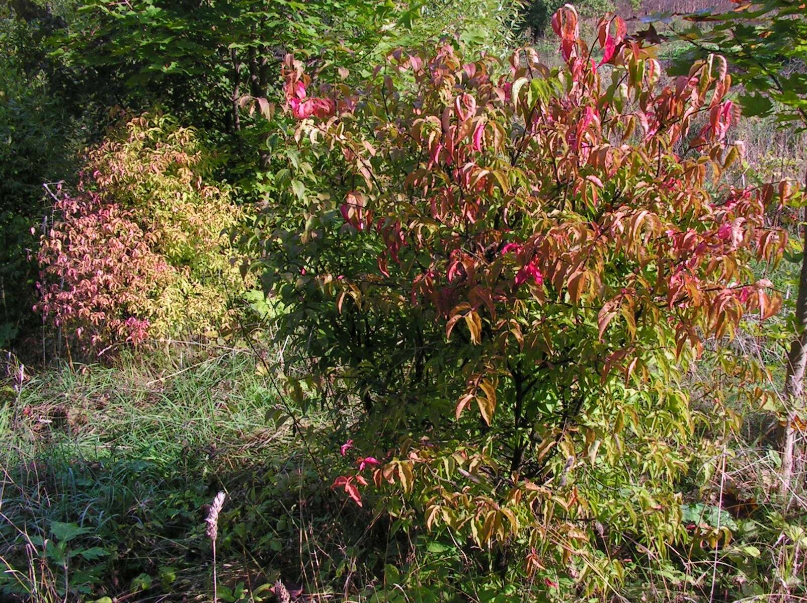 Image de Euonymus verrucosus Scop.