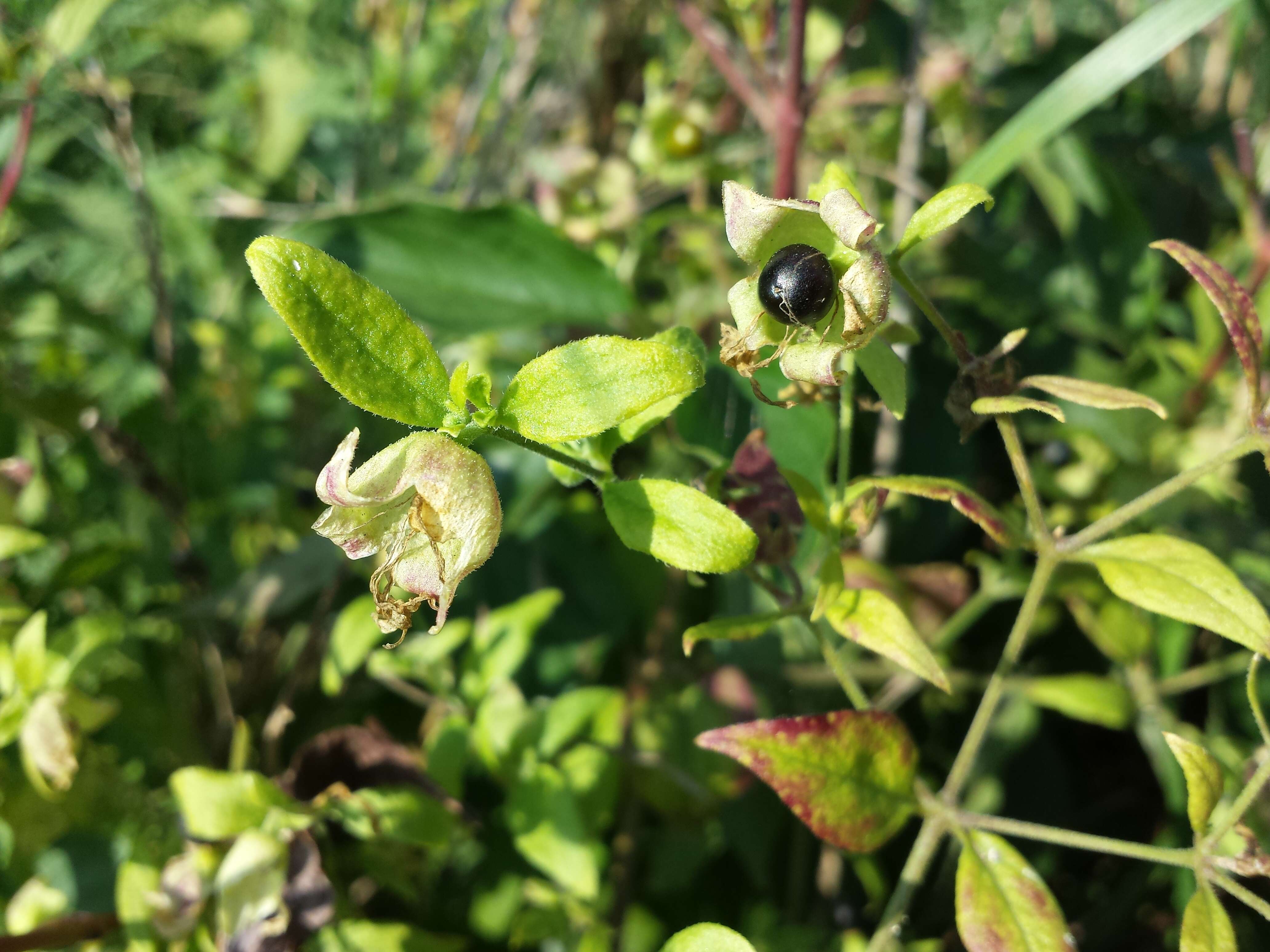 Слика од Silene baccifera (L.) Roth