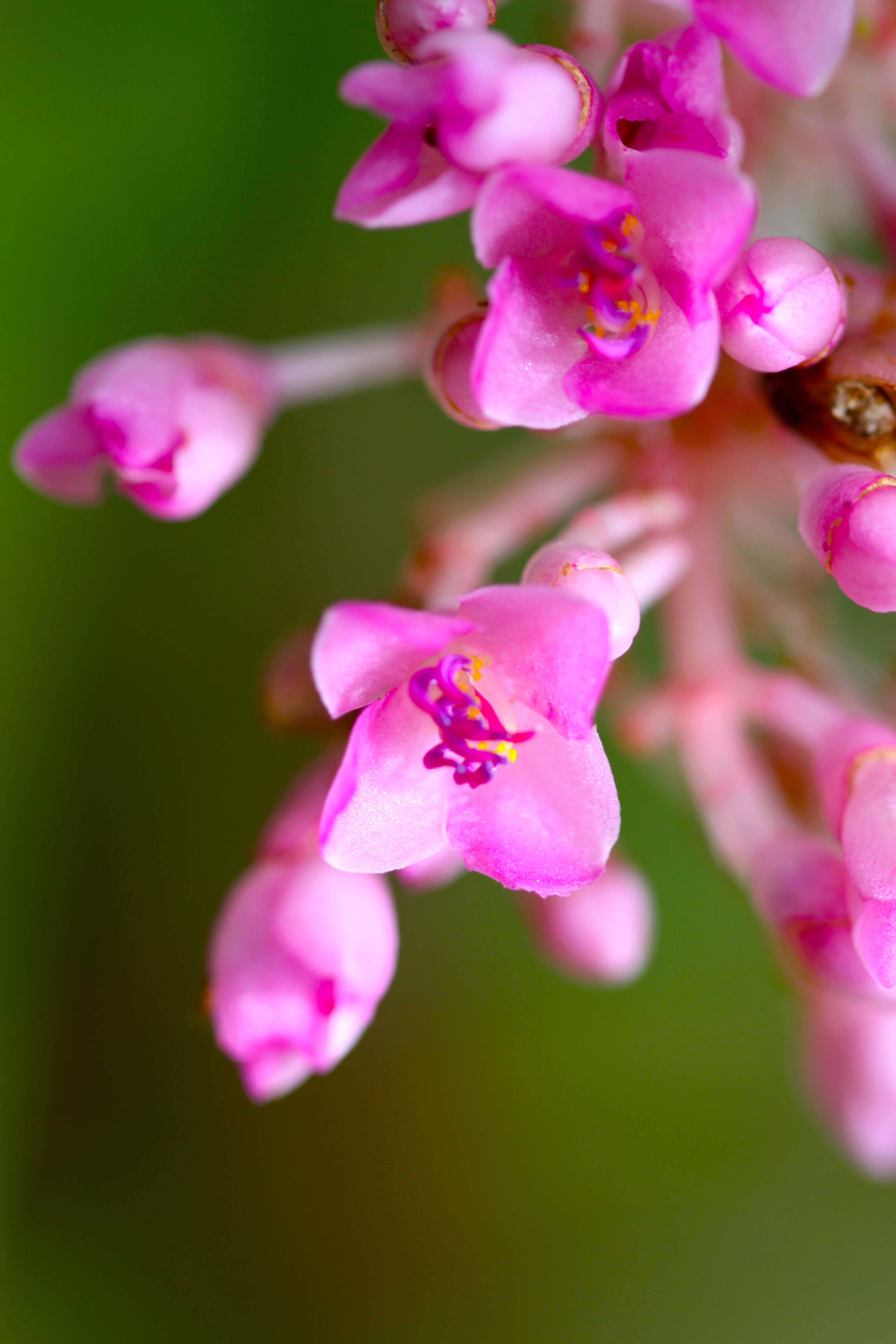 Imagem de Medinilla