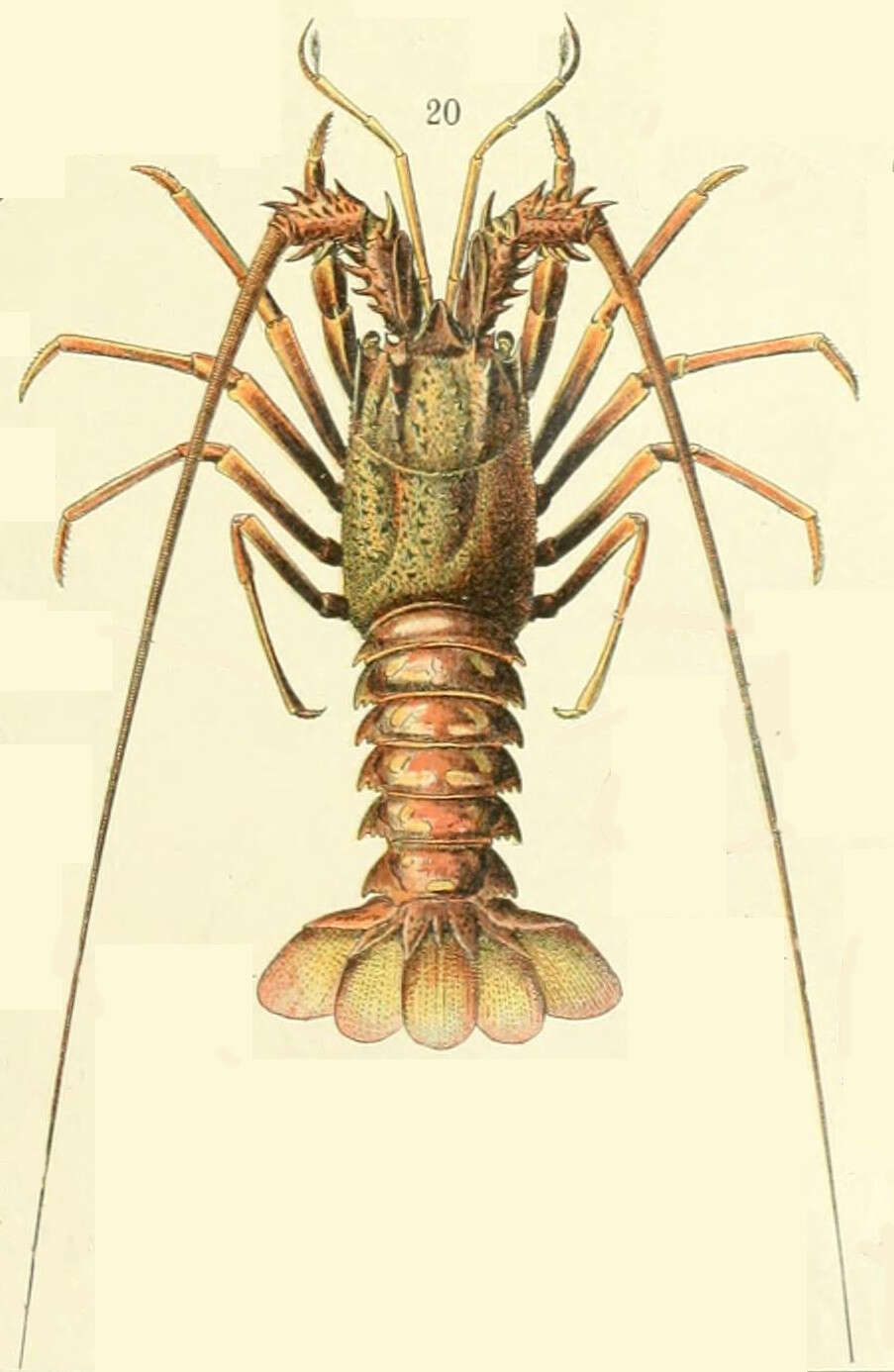 Image of lobster