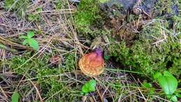 Image of lingzhi mushroom