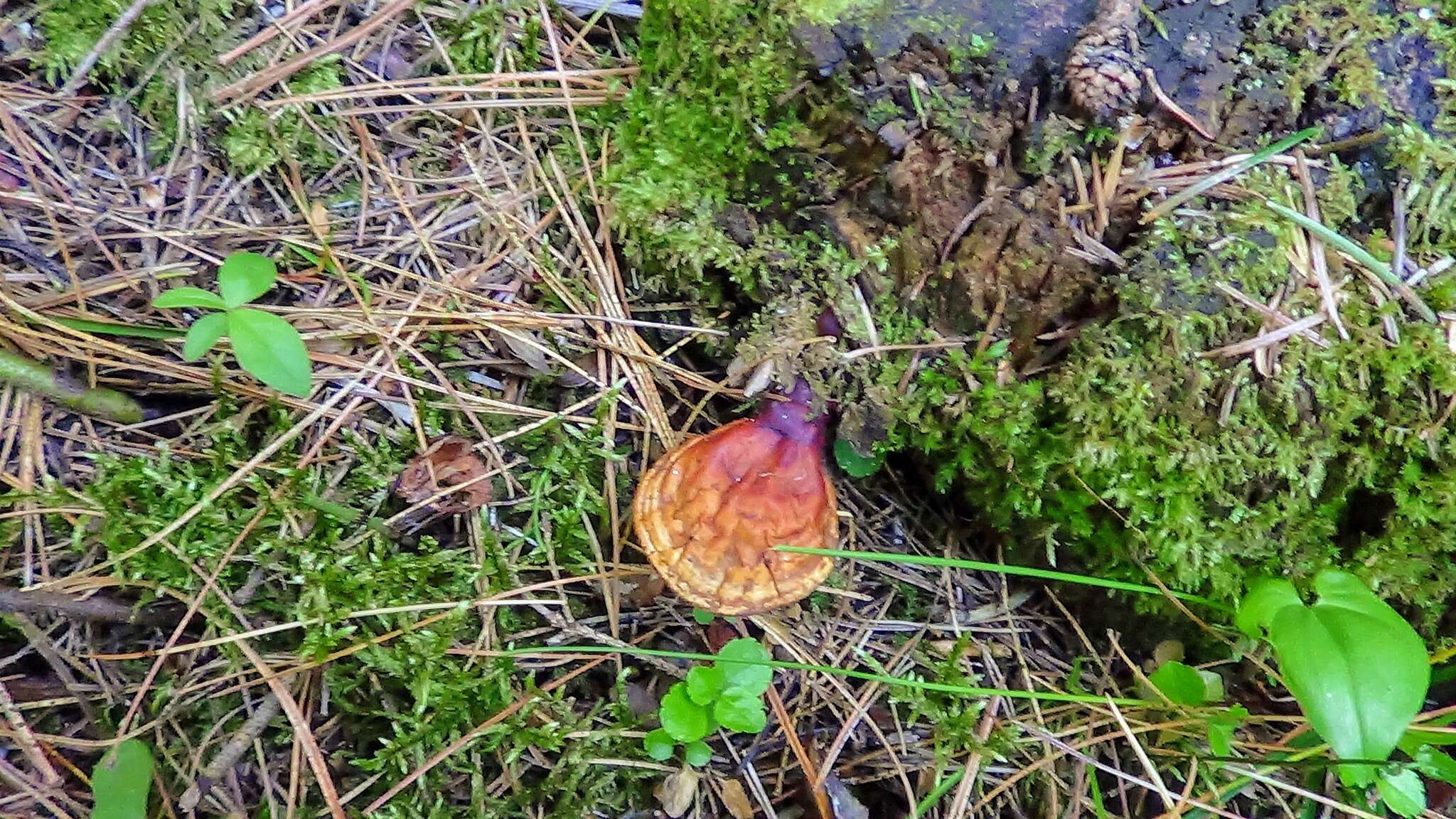 Image of lingzhi mushroom