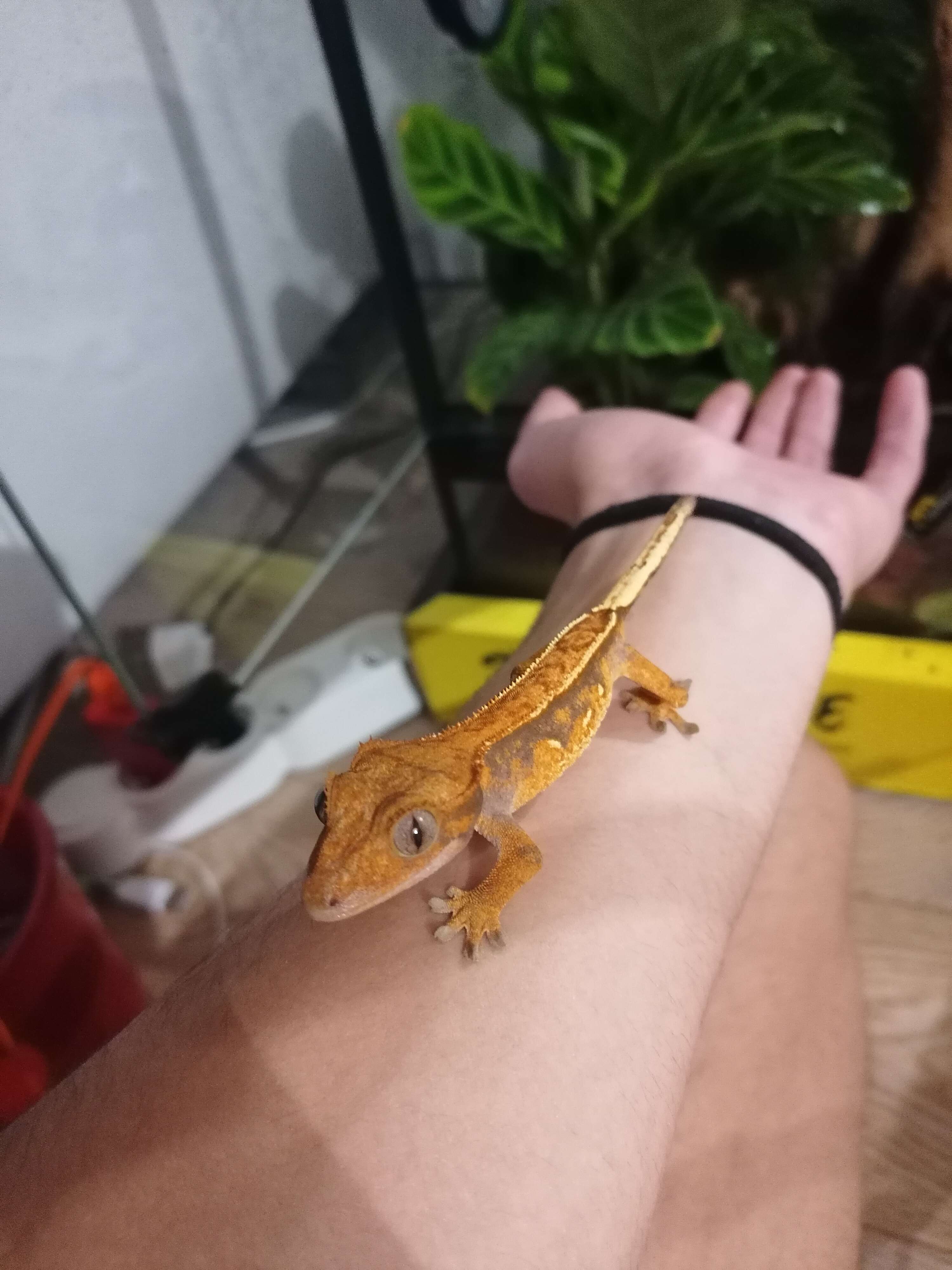 Image of Crested Gecko