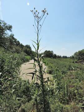 Image of marsh sow-thistle