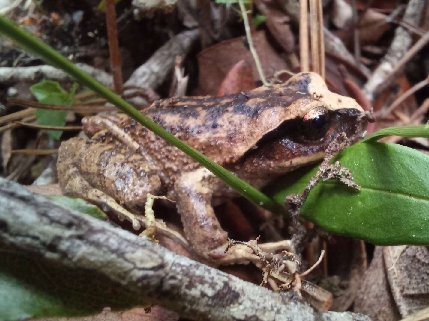 Image of Vanzolini's Spiny-chest Frog