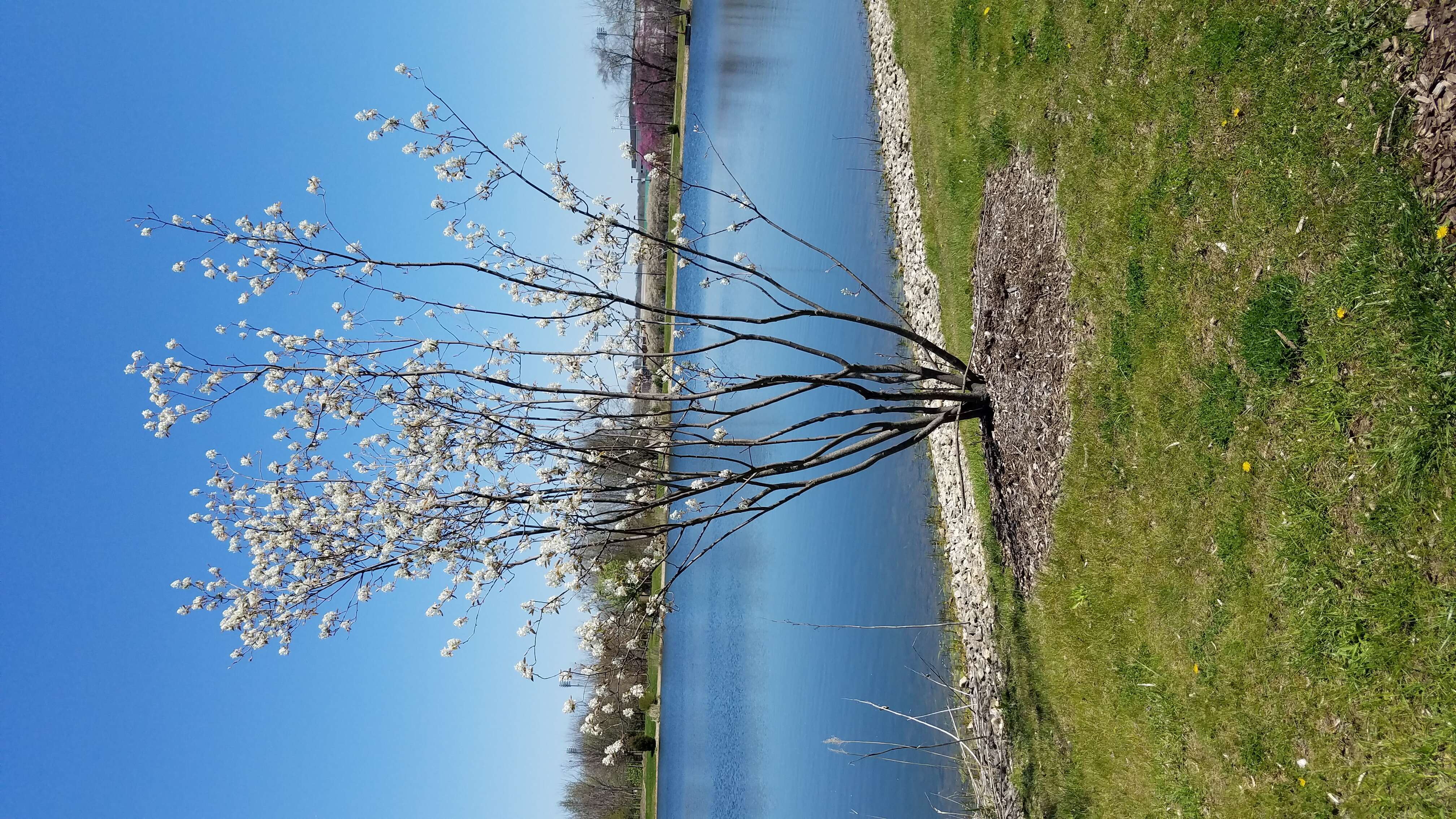 Image of Allegheny Serviceberry