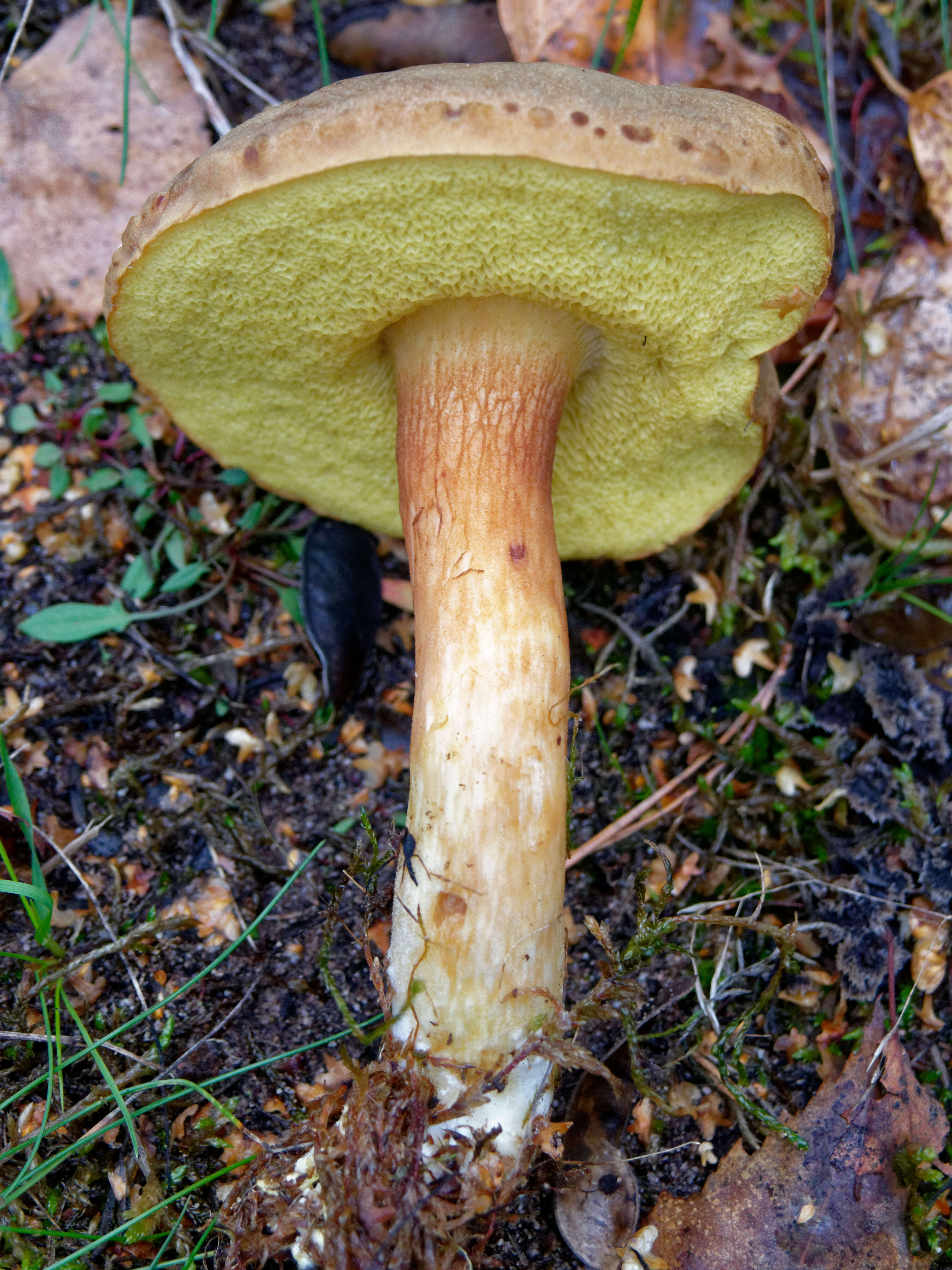 Image of Boletus subtomentosus L. 1753