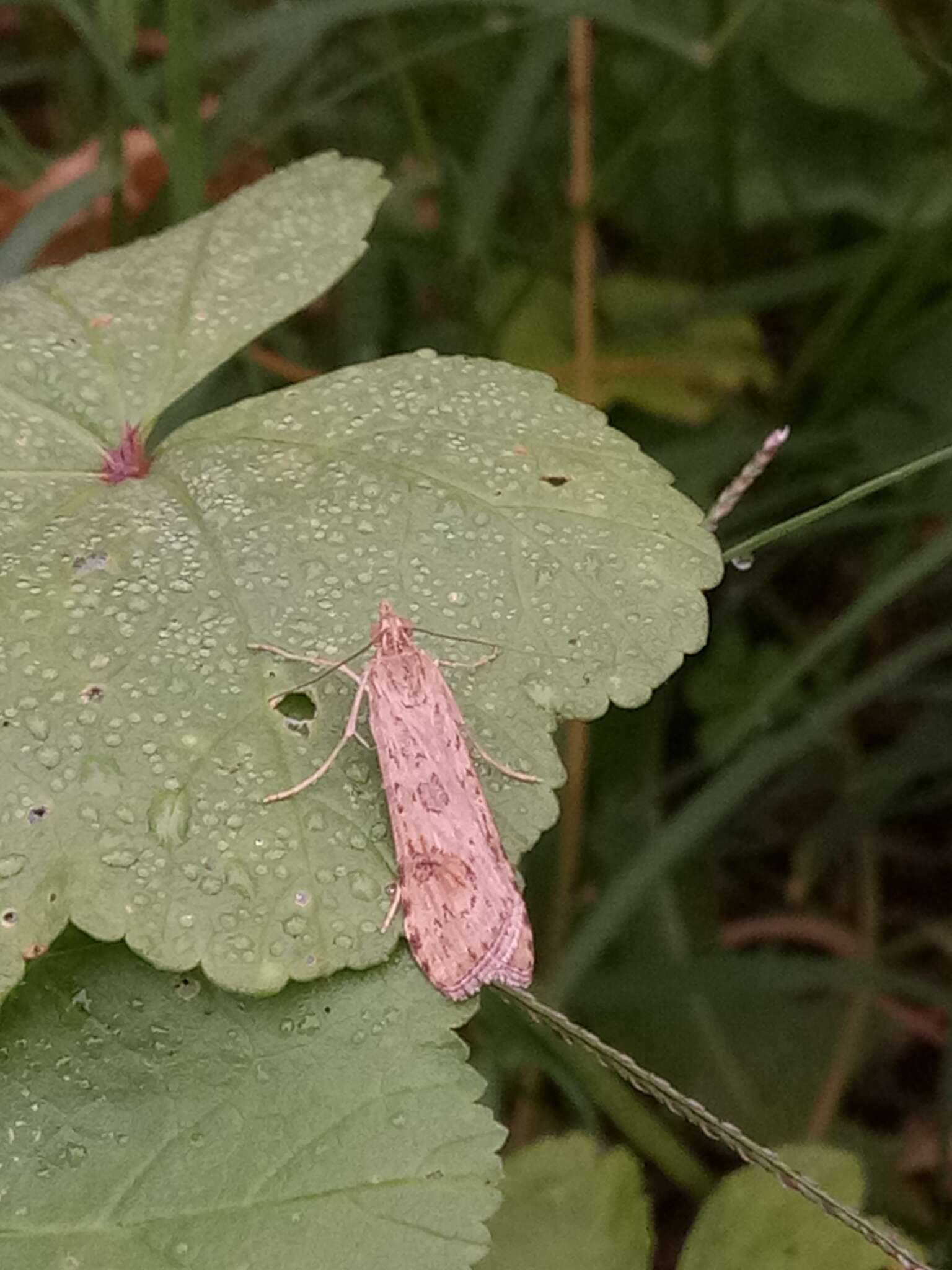 Image of celery stalkworm