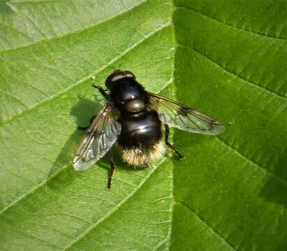 Image of bumblebee hoverfly