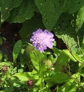 Image of dove pincushions