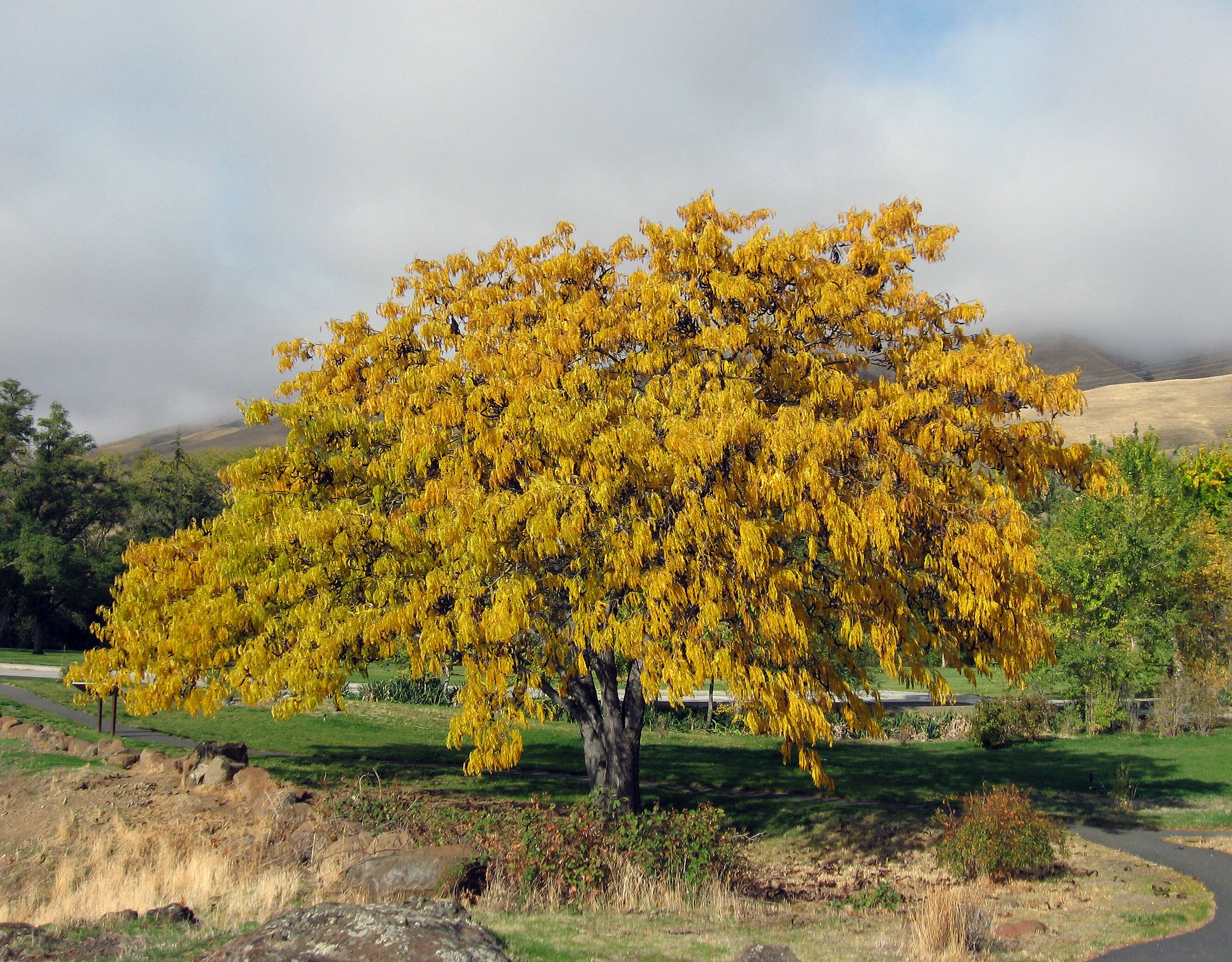 Plancia ëd Gleditsia triacanthos L.