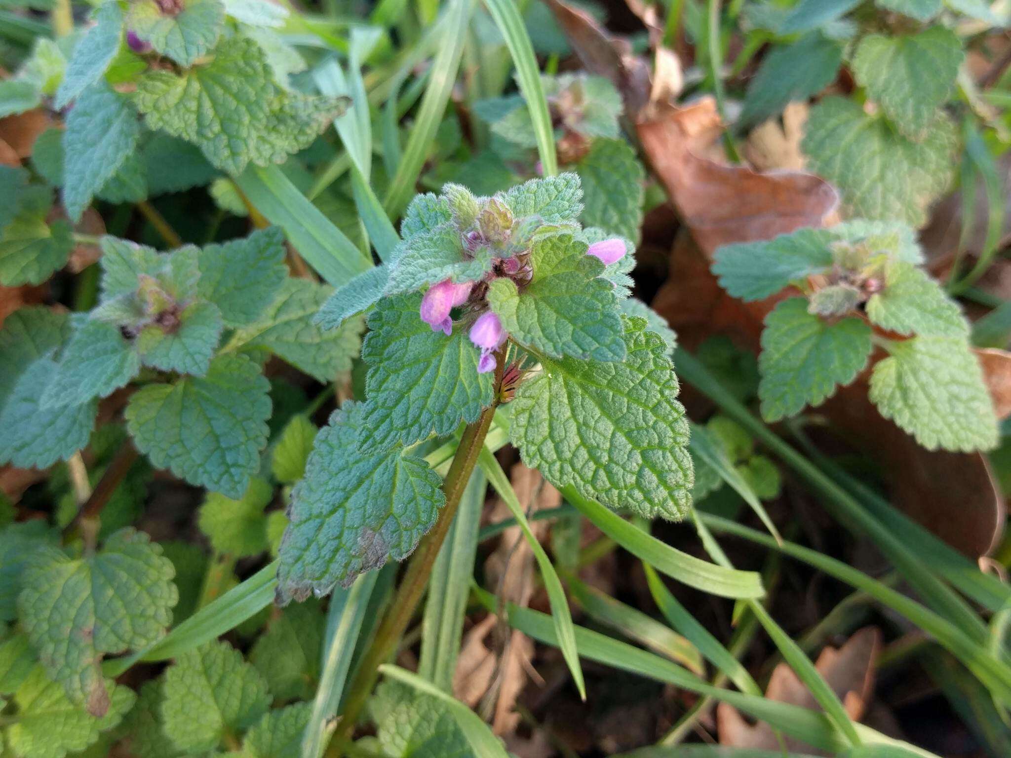 Image of purple archangel