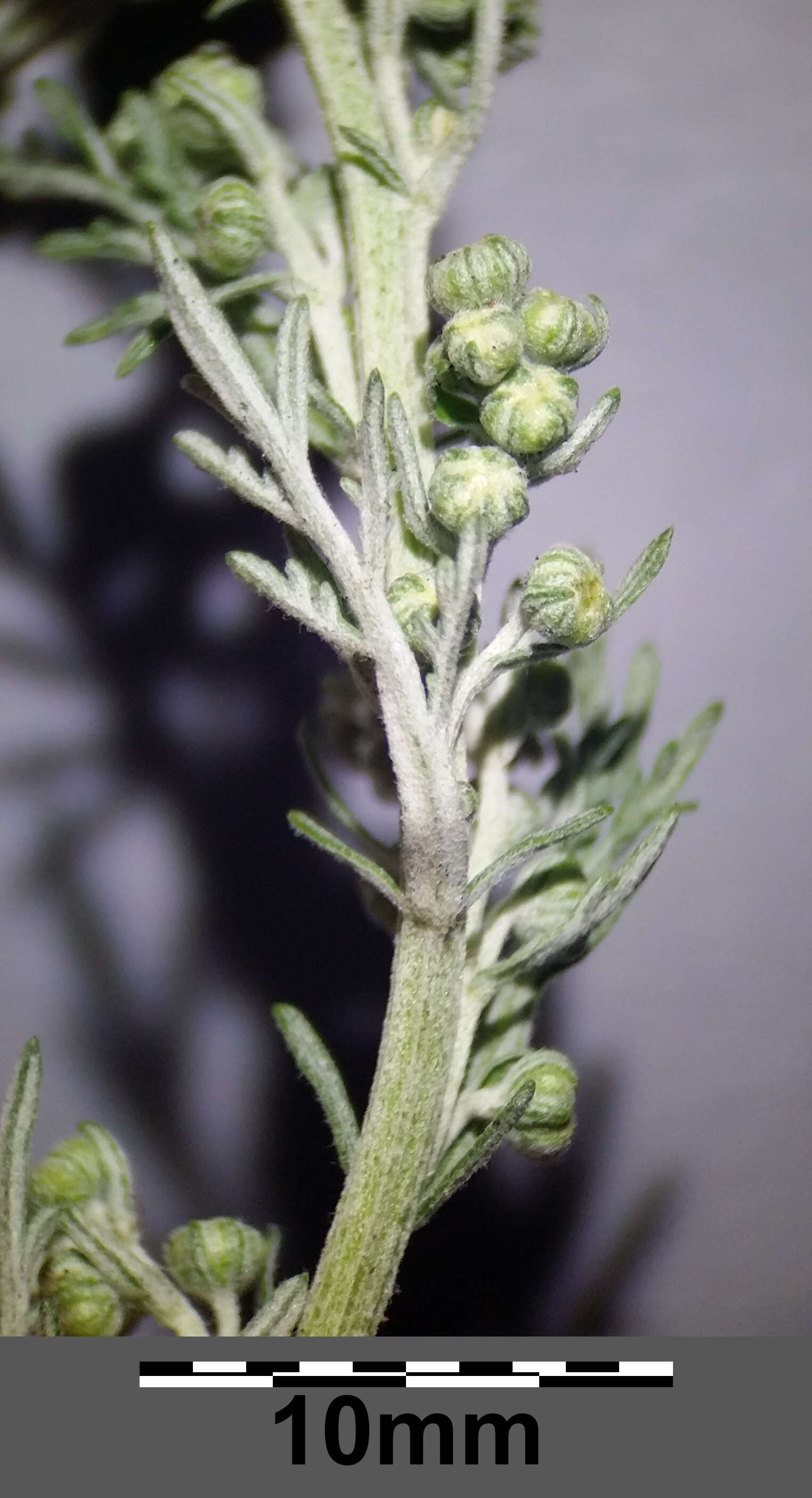 Image of Roman wormwood