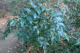 Image of wavyleaf barberry