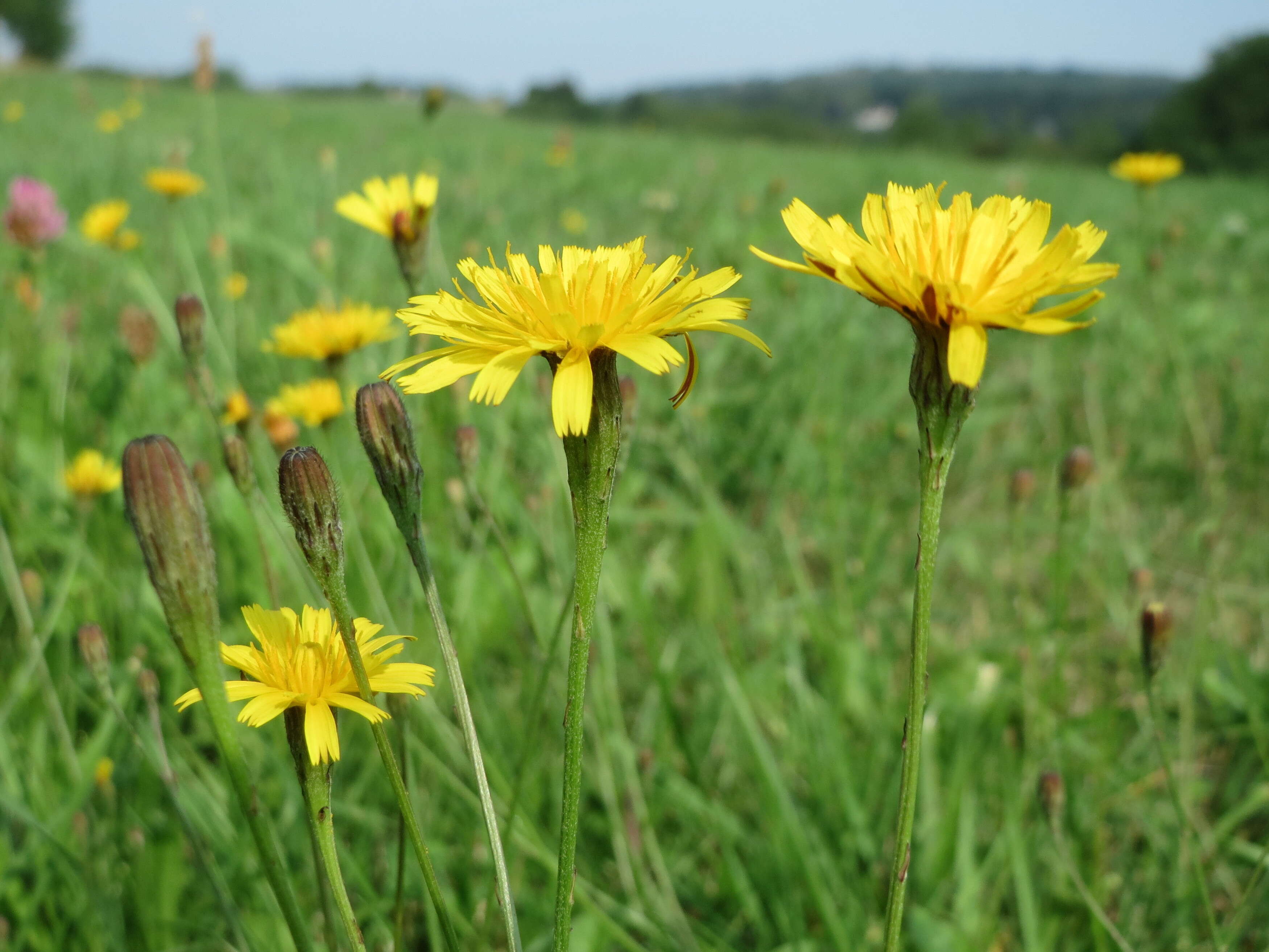 Image of fall dandelion