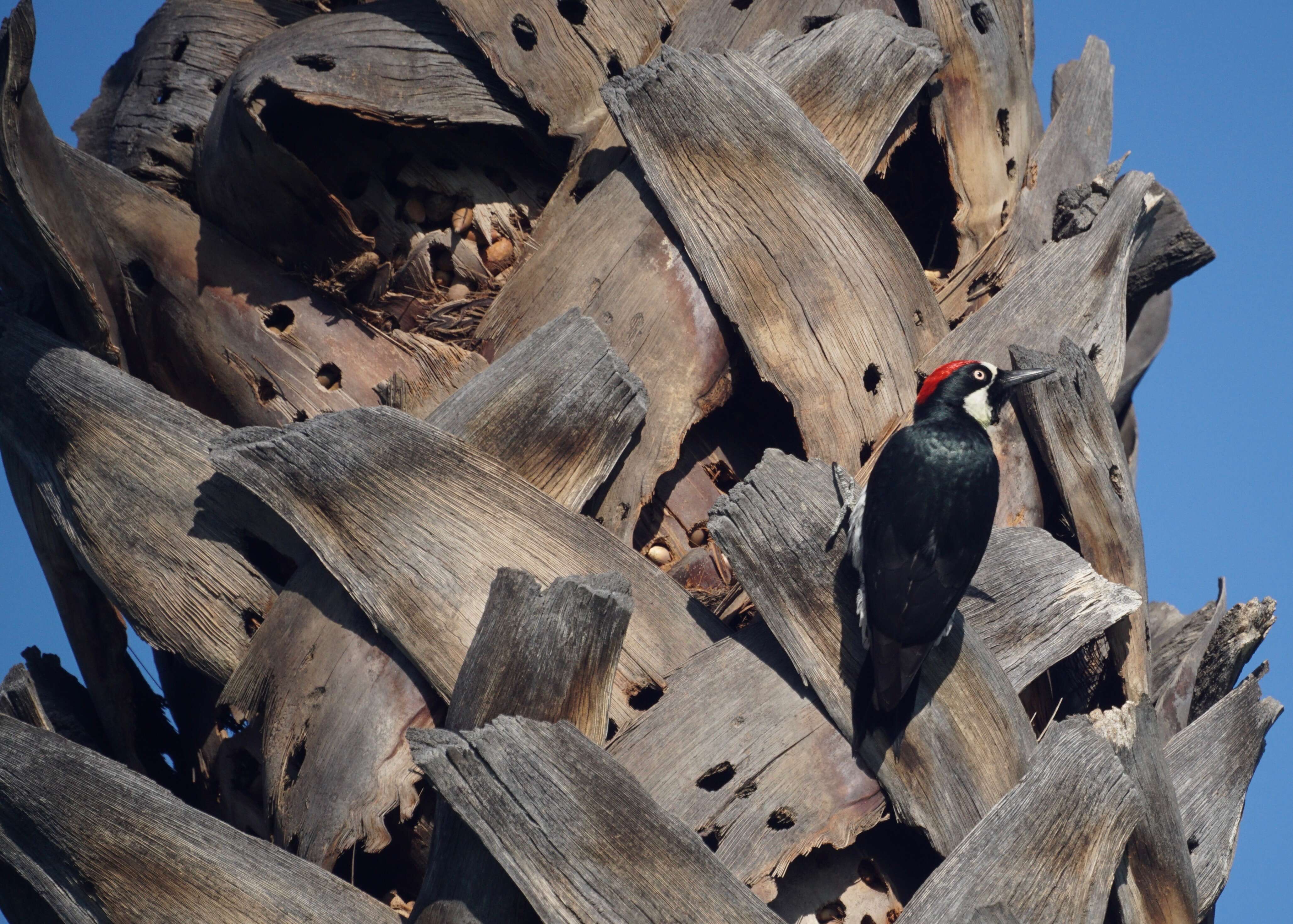 Image of Acorn Woodpecker