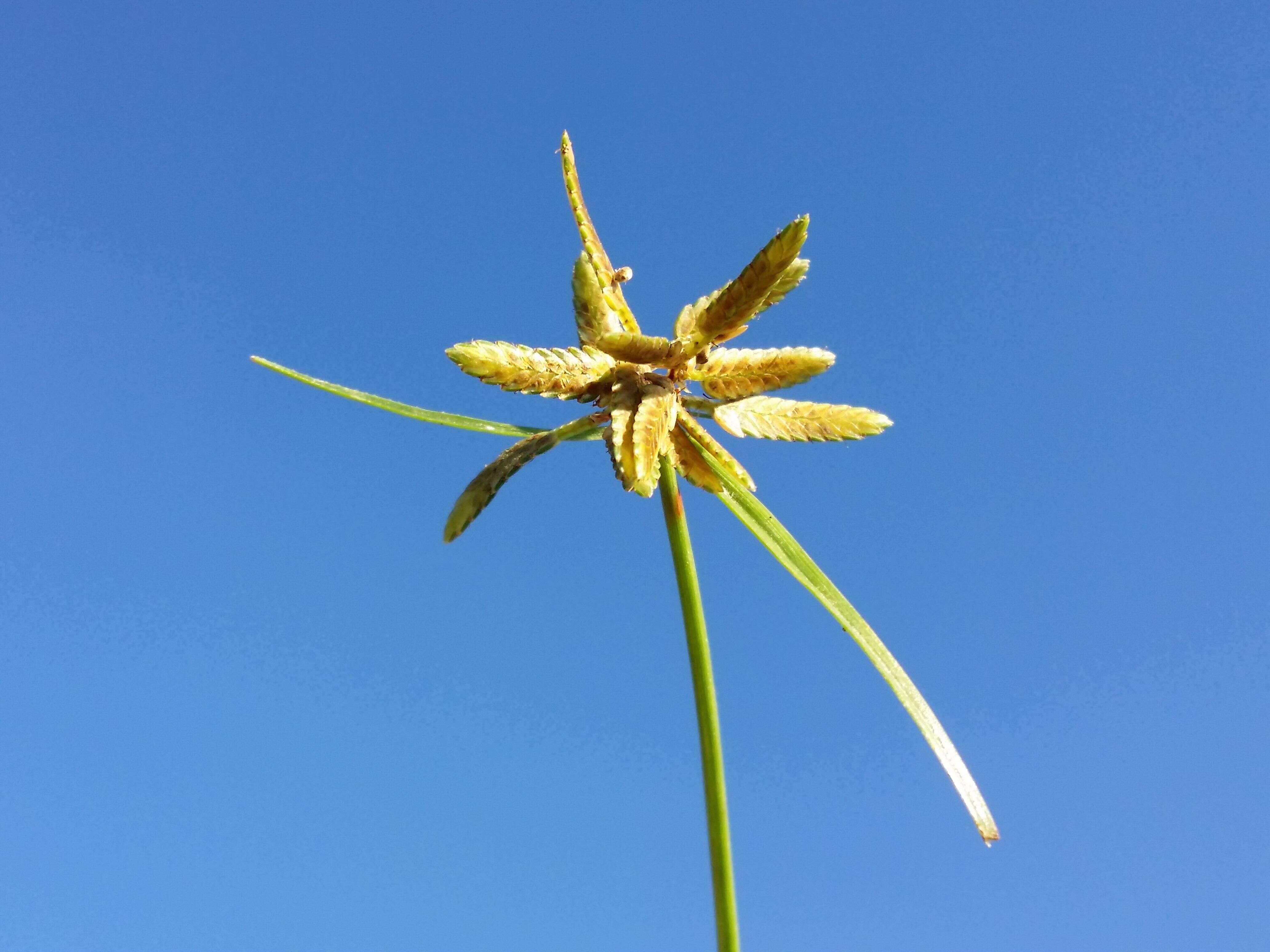 Image of Yellow Flat Sedge