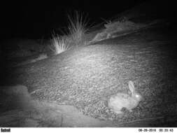 Image of Smith's Red Rock Hare