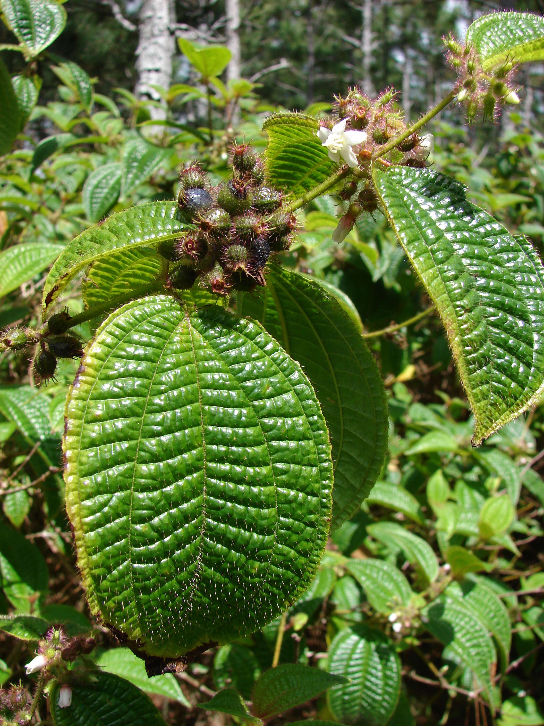 Image of soapbush