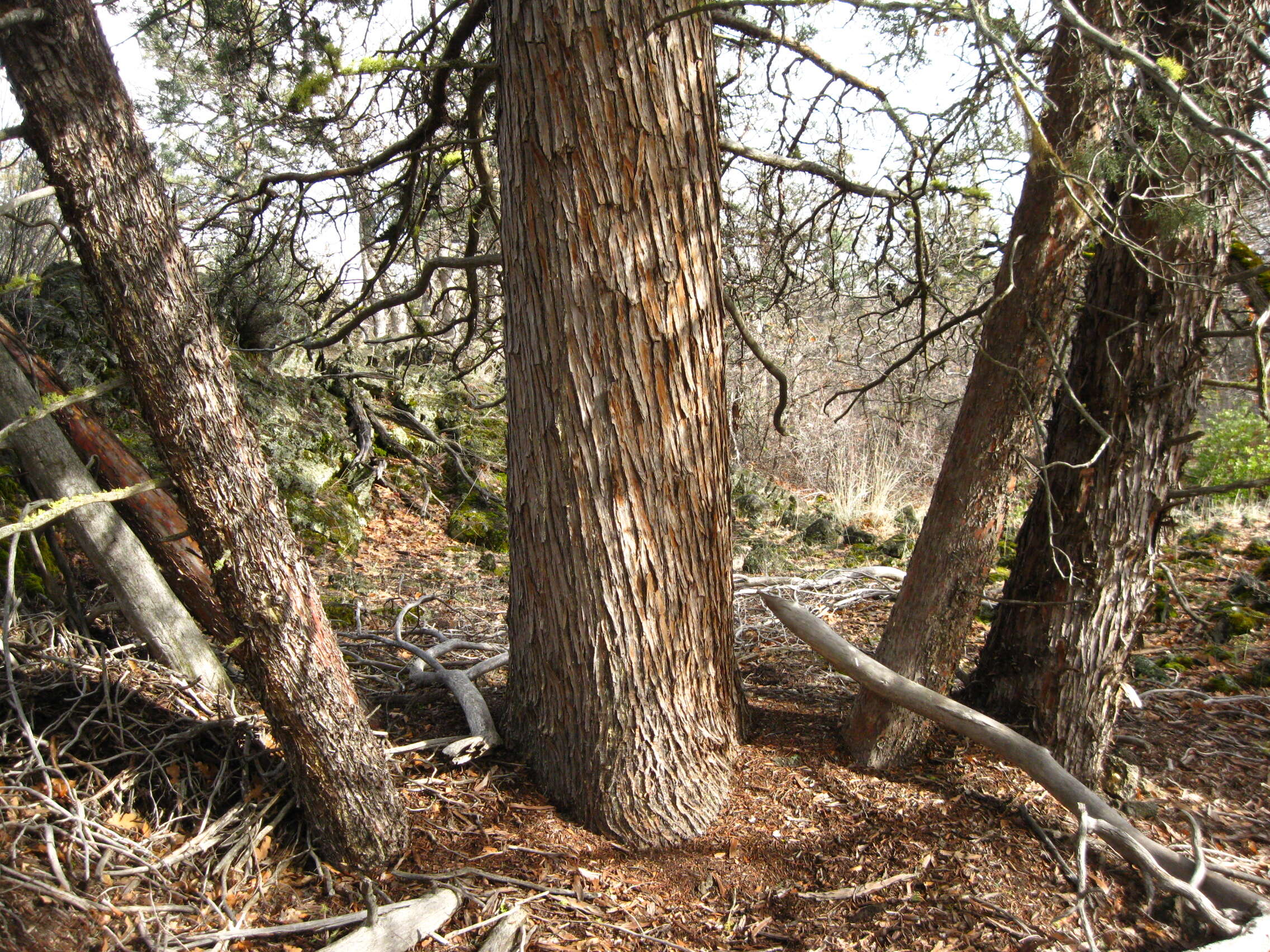 Image of Baker Cypress