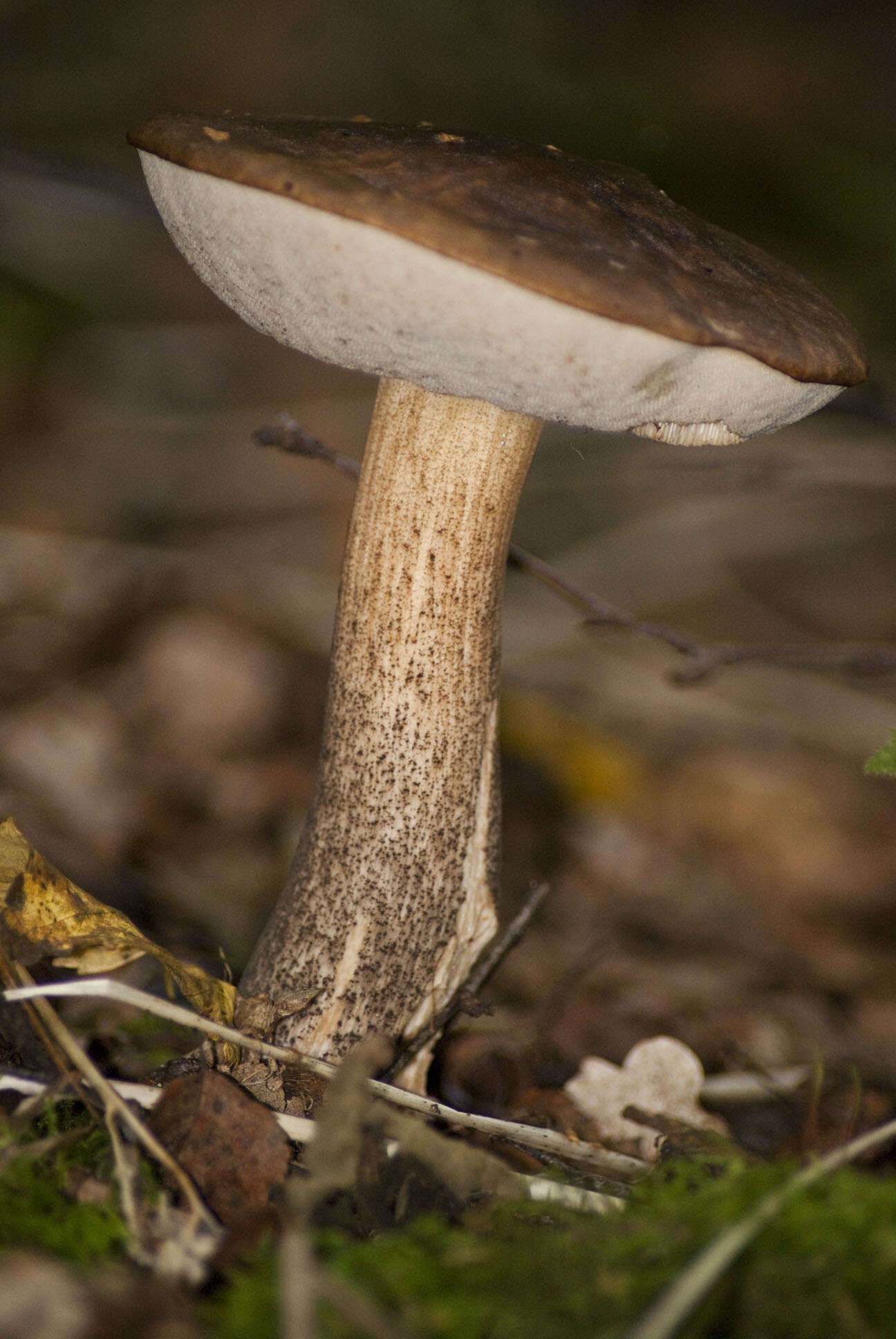 Image of Leccinum scabrum (Bull.) Gray 1821