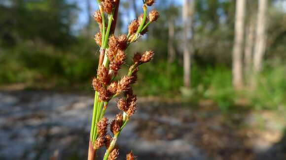 Слика од Baloskion tetraphyllum (Labill.) B. G. Briggs & L. A. S. Johnson